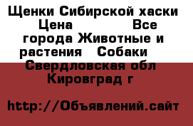 Щенки Сибирской хаски › Цена ­ 18 000 - Все города Животные и растения » Собаки   . Свердловская обл.,Кировград г.